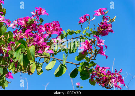 Hong Kong Orchid Tree (Bauhinia × blakeana) - Topeekeegee Yugnee (TY) Park, Hollywood, Florida, USA Stock Photo