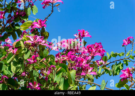 Hong Kong Orchid Tree (Bauhinia × blakeana) - Topeekeegee Yugnee (TY) Park, Hollywood, Florida, USA Stock Photo