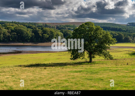 A tree on a meadow and clouds over the east side of the Derwent Reservoir, Northumberland, England, UK Stock Photo