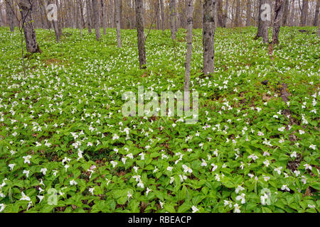 Flowering trilliums in a deciduous woodland, Mud Creek, Kagawong Lake, Manitoulin Island, Ontario, Canada Stock Photo