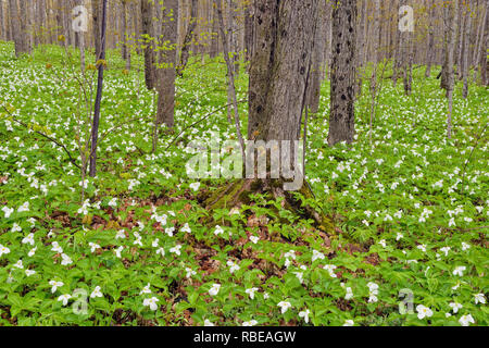 Flowering trilliums in a deciduous woodland, Mud Creek, Kagawong Lake, Manitoulin Island, Ontario, Canada Stock Photo