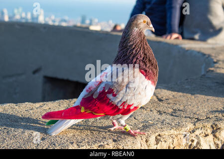 Colorful pigeon standing on stone wall Stock Photo