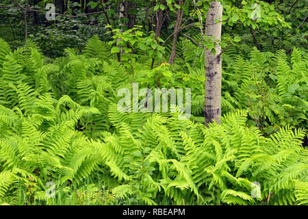 Ferns in the understory of a deciduous woodland, Hwy 63 near Hayward, Wisconsin, USA Stock Photo