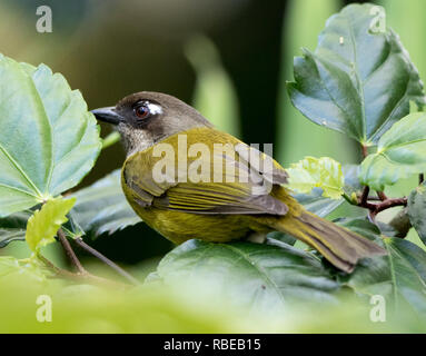 Common Bush Tanager (Chlorospingus flavopectus) Stock Photo