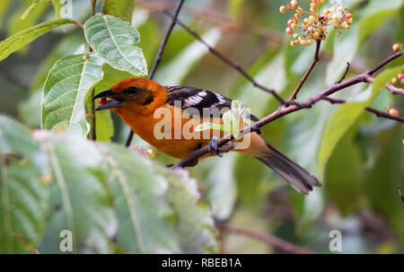 Flame-colored Tanager (Piranga bidentata) Stock Photo