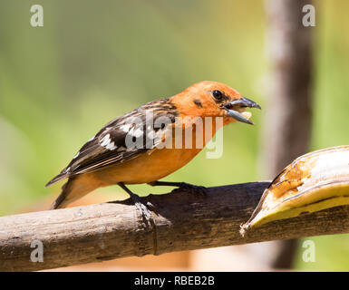 Flame-colored Tanager (Piranga bidentata) Stock Photo