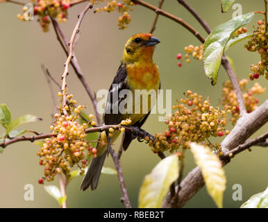 Flame-colored Tanager (Piranga bidentata) Stock Photo