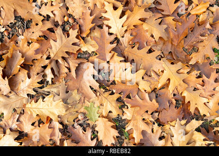 Red oak - Quercus rubra - leaves fallen on the ground in autumn fall Stock Photo