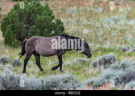 Wild Horses in the Pryor Mountains Wild Horse Range in Montana - Wyoming USA Stock Photo