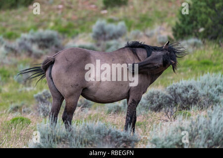 Wild Horses in the Pryor Mountains Wild Horse Range in Montana - Wyoming USA Stock Photo