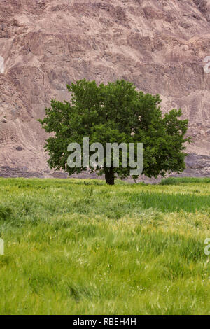 Single tree on the wheat field with mountain background Stock Photo