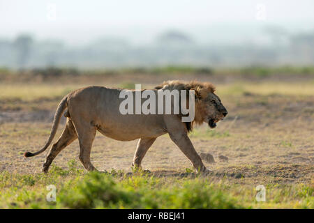 Lioness (Panthera leo), Amboseli national park, Kenya Stock Photo - Alamy