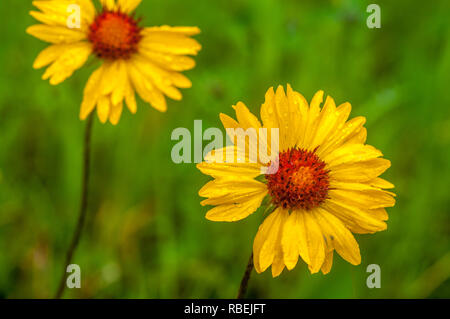 Brown eyed susans in all their splendour after rain creates saturated, beautiful colours in lush landscape at Glacier National Park, Montana, U.S. Stock Photo