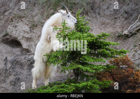Wild and free white mountain goat (side view) stands upright to nibble on tree on side of mountain in Jasper National Park, Alberta, Canada. Stock Photo