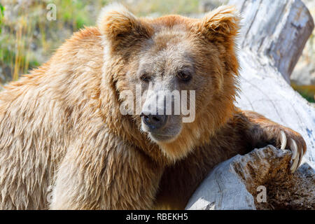 Himalayan brown bear (Ursus arctos isabellinus), also known as the Himalayan red bear, Isabelline bear or Dzu-Teh. Stock Photo