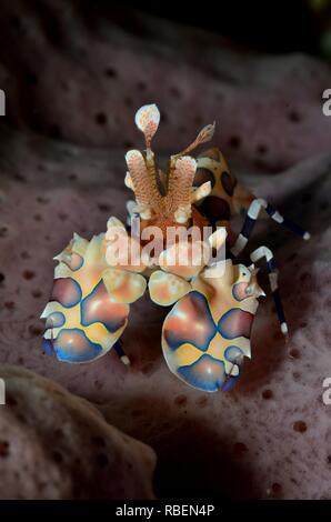 Harlekingarnele, harlequin shrimp, Hymenocera elegans, Tulamben, Bali, indonesia, Indonesien Stock Photo