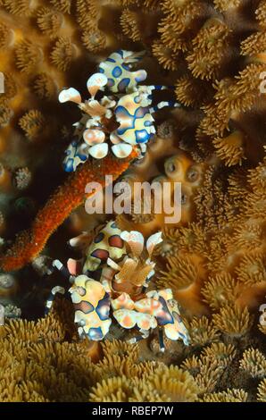 Harlekingarnele, harlequin shrimp, Hymenocera elegans, Tulamben, Bali, indonesia, Indonesien Stock Photo