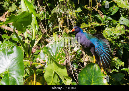 Purple gallinule, Tortuguero National Park, Costa Rica Stock Photo