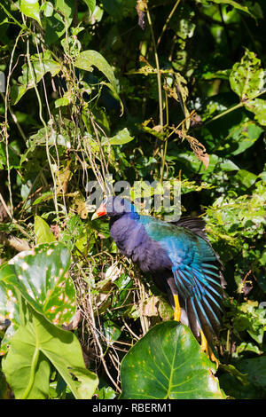 Purple gallinule, Tortuguero National Park, Costa Rica Stock Photo
