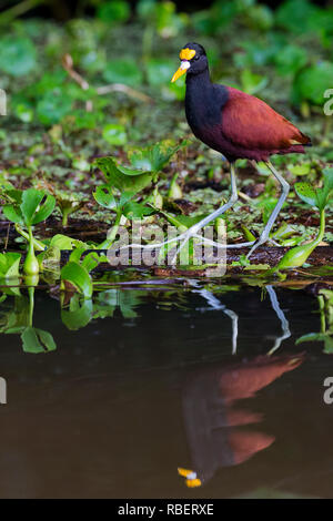 Northern jacana, Tortuguero National Park, Costa Rica Stock Photo