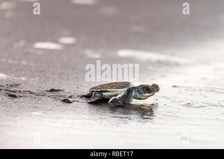 Green sea turtle hatchling making for the Caribbean sea, Tortuguero National Park, Costa Rica Stock Photo