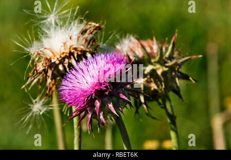 Three flowers of thistle -cardus marianum -, in the foreground a fresh purple one ,inthe background two dry flowers with white bristles , out of focus Stock Photo