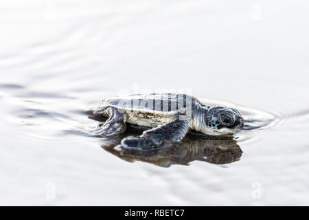 Green sea turtle hatchling making for the Caribbean sea, Tortuguero National Park, Costa Rica Stock Photo