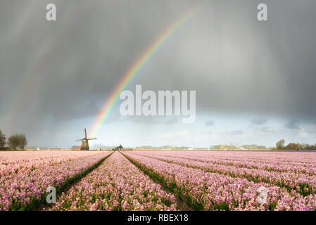 A rainbow under heavy clouds during a thunderstorm over a windmill and pink hyacinth flower fields in a landscape in the Netherlands in spring. Stock Photo