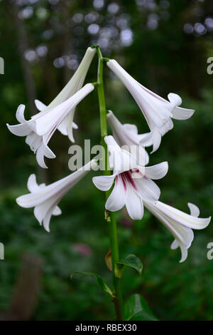 cardiocrinum giganteum var yunnanense, Giant Yunnan Lily, lilies, lilium , flowers, flower, flowering, wood, woodland, shade, shady, shaded, RM Floral Stock Photo