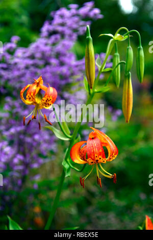 lilium pardalinum,leopard lily,panther lily,red,orange,spot,spotted,thalictrum delavayi hinckley,meadow rue,lilac flowers,contrast,contrasting combina