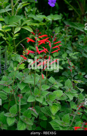 Salvia stolonifera (Creeping Mexican Sage), red flowers on slender ...