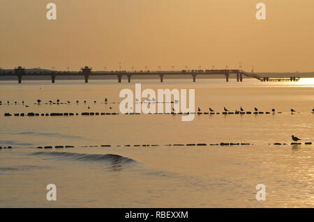 Gulls (Ross's gull, Rhodostethia rosea) standing in a row on the poles of the breakwater at sunset with a Miedzyzdroje pier in the background. Stock Photo
