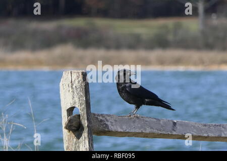 State Beach Black Bird Stock Photo