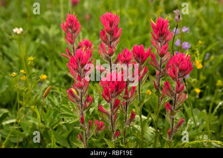 WA15714-00...WASHINGTON - Paintbrush blooming on a foggy day in the meadows surrounding Tipsoo Lake in Mount Rainier National Park. Stock Photo