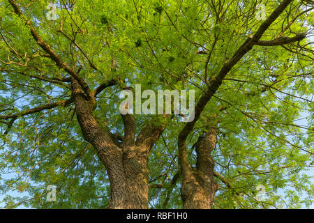 Robinie, Robinia pseudoacacia, Würzburg, Franconia, Bavaria, Germany Stock Photo