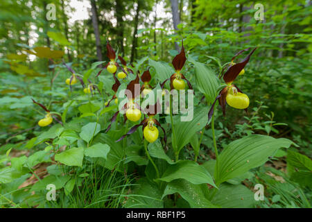 Yellow Lady's Slipper, Cypripedium calceolus, Germany Stock Photo