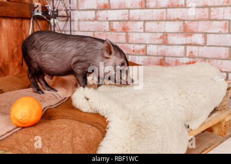 A baby mini-pig under a Christmas Tree with presents, symbolizing the upcoming 2019 New Year ,Year of a Pig.Happy new year 2019 Zodiac sign pig,Chinese new year concept.Copy space Stock Photo