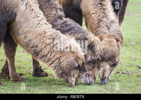 Bactrian Camel at Whipsnade Zoo Stock Photo - Alamy