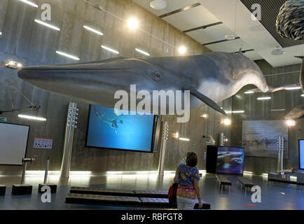 17 November 2018, Portugal, Funchal/Canical: A model of a whale is exhibited in the Whale Museum in Canial on the Portuguese island of Madeira. The Whale Museum is dedicated to the history of the whaling industry in Madeira. Photo: Holger Hollemann/dpa Stock Photo