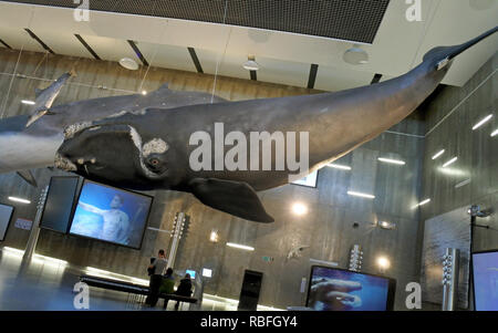 17 November 2018, Portugal, Funchal/Canical: A model of a whale is exhibited in the Whale Museum in Canial on the Portuguese island of Madeira. The Whale Museum is dedicated to the history of the whaling industry in Madeira. Photo: Holger Hollemann/dpa Stock Photo