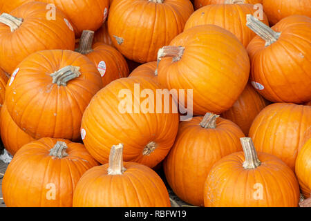Arrangement of Various Pumpkins and/or Gourds Stock Photo