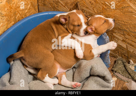 Funny small babies two Basenji puppies dogs are sleeping Stock Photo