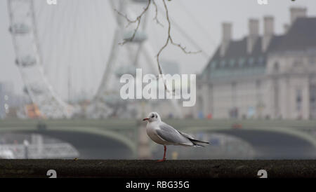 LONDON, UNITED KINGDOM - NOVEMBER 23, 2018: Misty morning. The Seagull is sitting on a parapet on the background of London Eye and Westminster Bridge Stock Photo