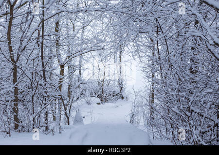 Beautiful view of snow covered trees, path and steps in a snowy forest on a cloudy day in the winter in Tampere, Finland. Stock Photo