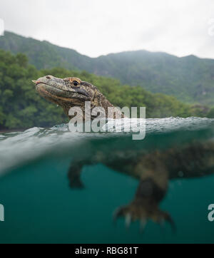 Swimming. THE INSANE moment a daring photographer armed with a stick fended off a wild Komodo dragon from boarding his boat has been captured on video. The stunning footage and still shots show the huge heads and forked tongues of the dragons, which can weigh up to 200-pounds, just above the surface of the water as they swim. Other striking snaps show what lies beneath as the dangerous predator’s powerful legs propel it through the water in pursuit of a meal. The remarkable photographs were taken off the coast of Rinca Island, Komodo National Park, Indonesia from a rowboat by photographer Andy Stock Photo
