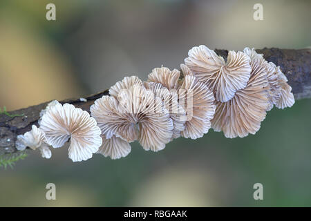 Evasive agaric, Crepidotus sp Stock Photo