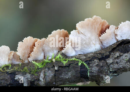 Evasive agaric, Crepidotus sp Stock Photo