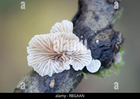 Evasive agaric, Crepidotus sp Stock Photo