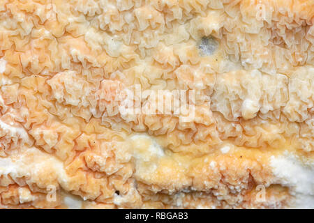 Beautiful orange crust fungus, Leucogyrophana mollusca Stock Photo