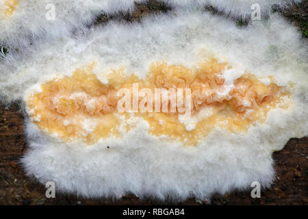 Beautiful orange crust fungus, Leucogyrophana mollusca Stock Photo